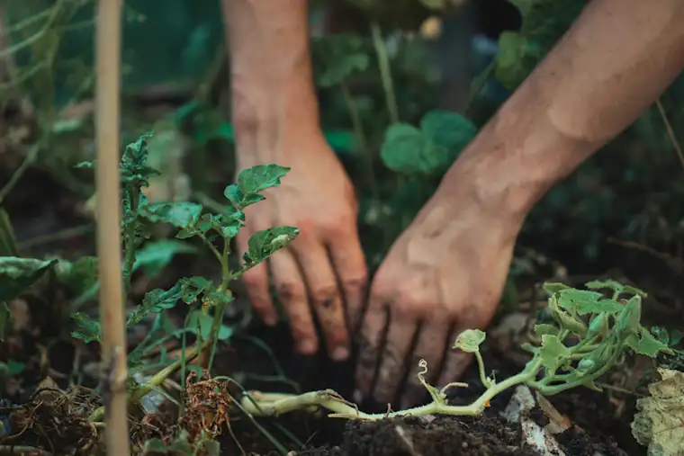 Gardener - Hands in dirt