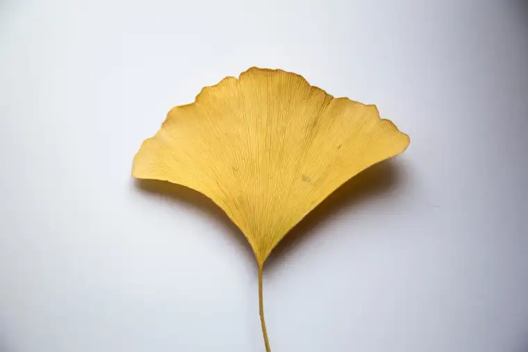 Gingko blad symbool voor Monique Wolst