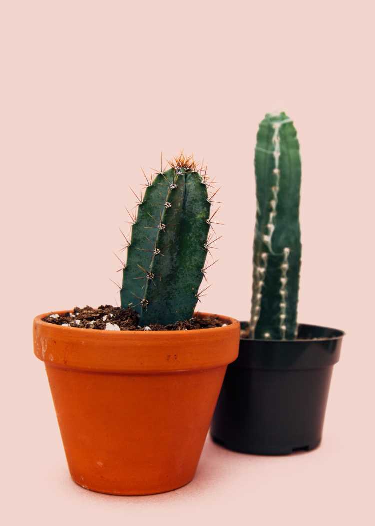 Twee cactussen