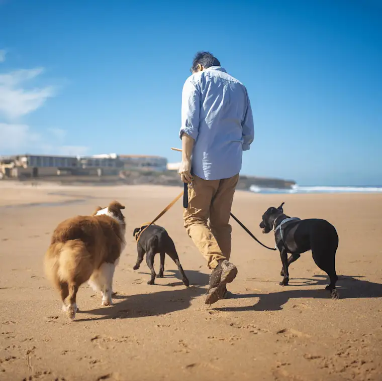 FR petsitter