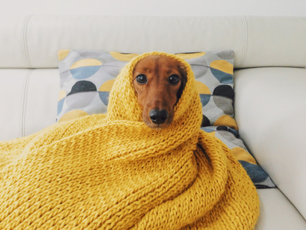 A dog wrapped in a yellow blanket sitting on a bed