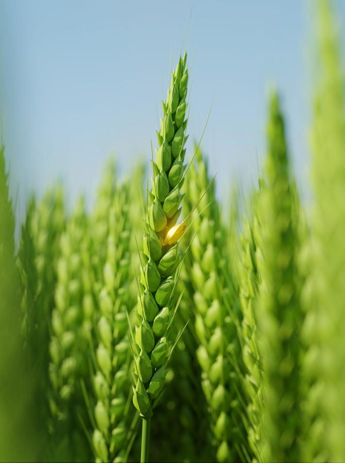 A campaign photo from our client Dossche Mills showing a field of grain in close-up with a gold touch