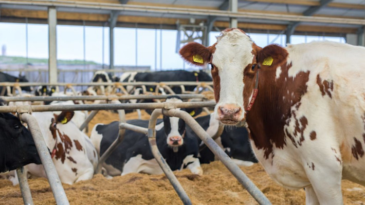 Picture of cows in a barn, courtesy of our client The Schippers Group