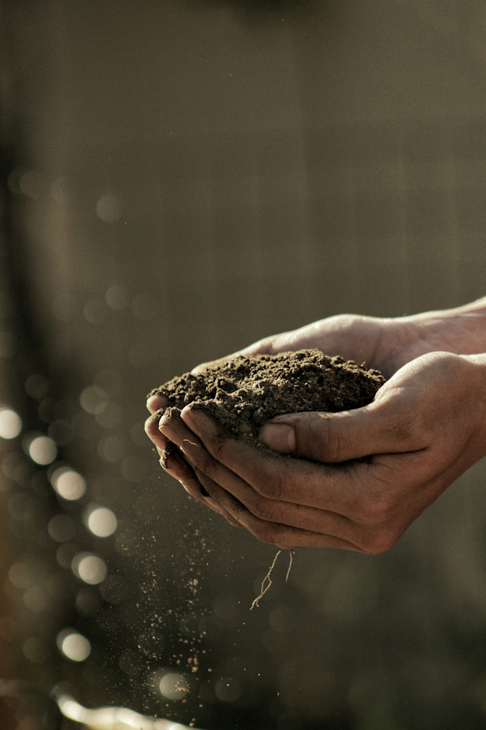Hands holding fertile soil symbolize the foundation of everything Arvesta and Aveve stand for: growth, sustainability, and care for nature. Just as healthy soil nurtures life, Arvesta provides innovative agricultural solutions, and Aveve supports growers and gardeners in cultivating strong roots – for food, for communities, and for the future.