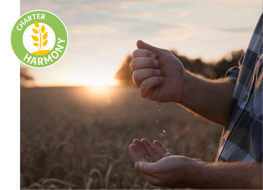 Wheat in a farmer hand