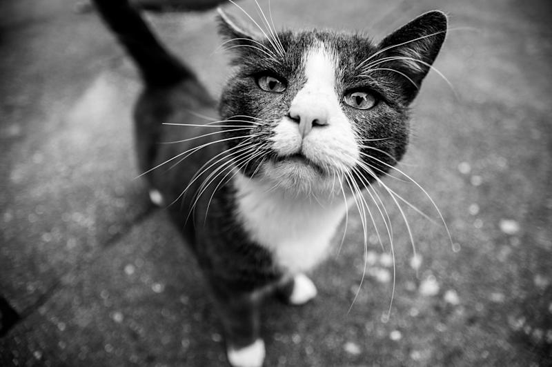 This is a cat