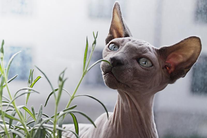 A photograph of a hairless cat sniffing a green plant.