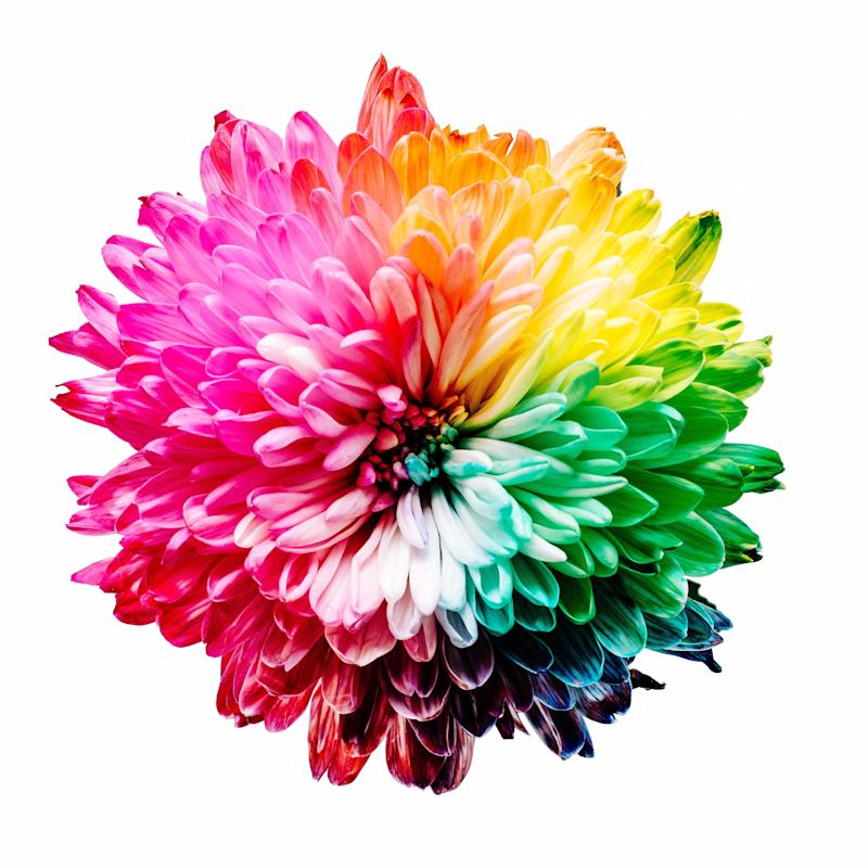 A photograph of a rainbow coloured flower, taken from above, against a white background.