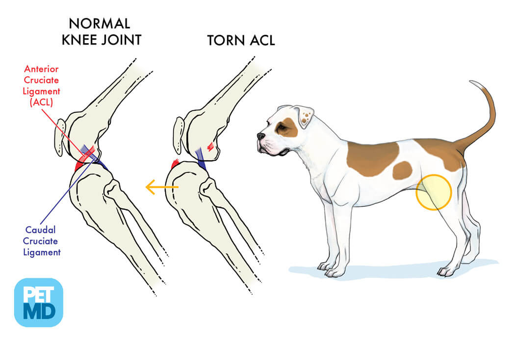 How do you tell the difference between a dog's ACL tear and a sprained leg?