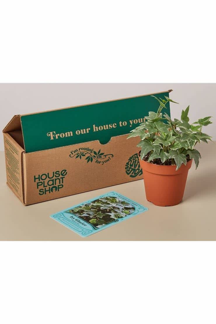 Cardboard box with a potted plant and care card next to it