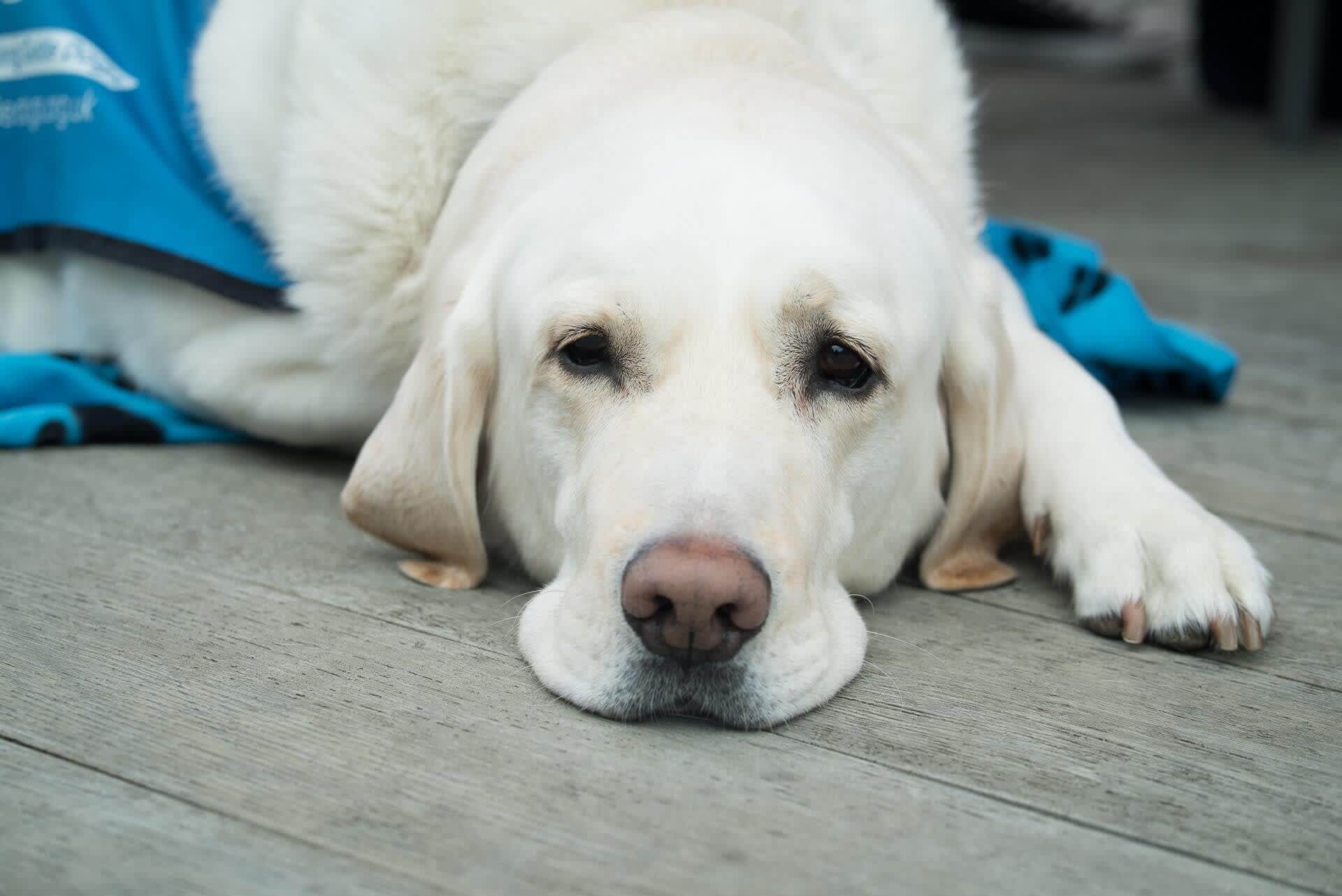 Dog with sad eyes due to allergy lying down on the floor