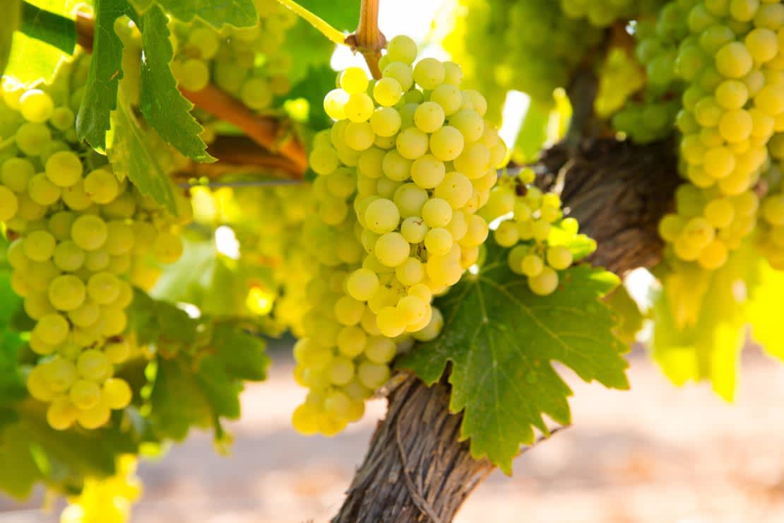 Chardonnay wine grapes