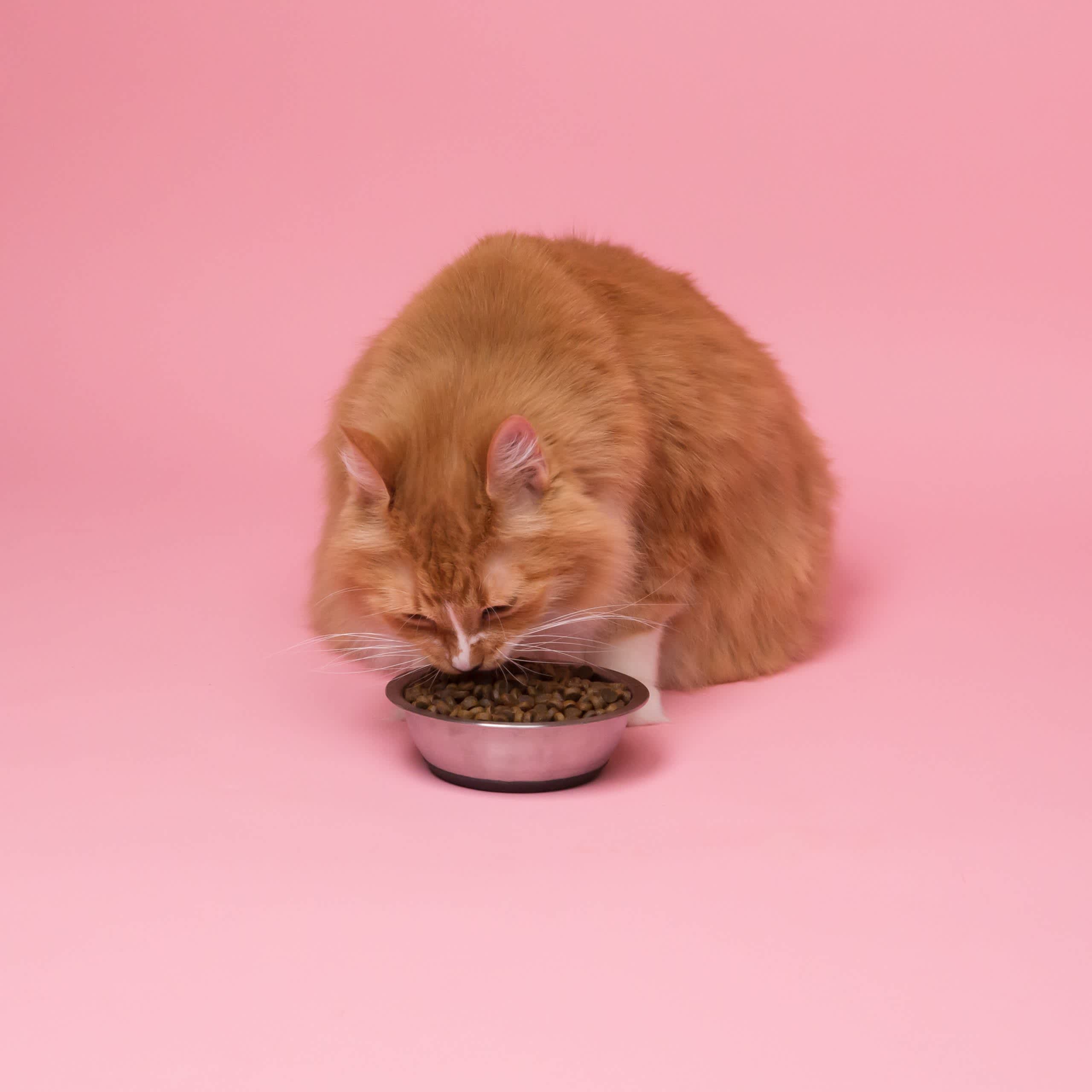 Adult cat eating a bowl of food