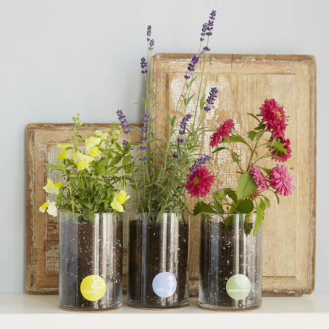 Three glass pots with yellow, purple and pink flowers coming out of them