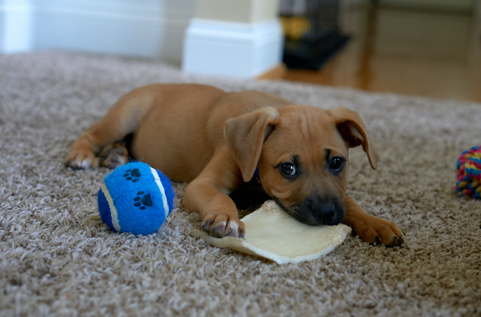 A puppy chewing on a bone next to a tennis ball toy