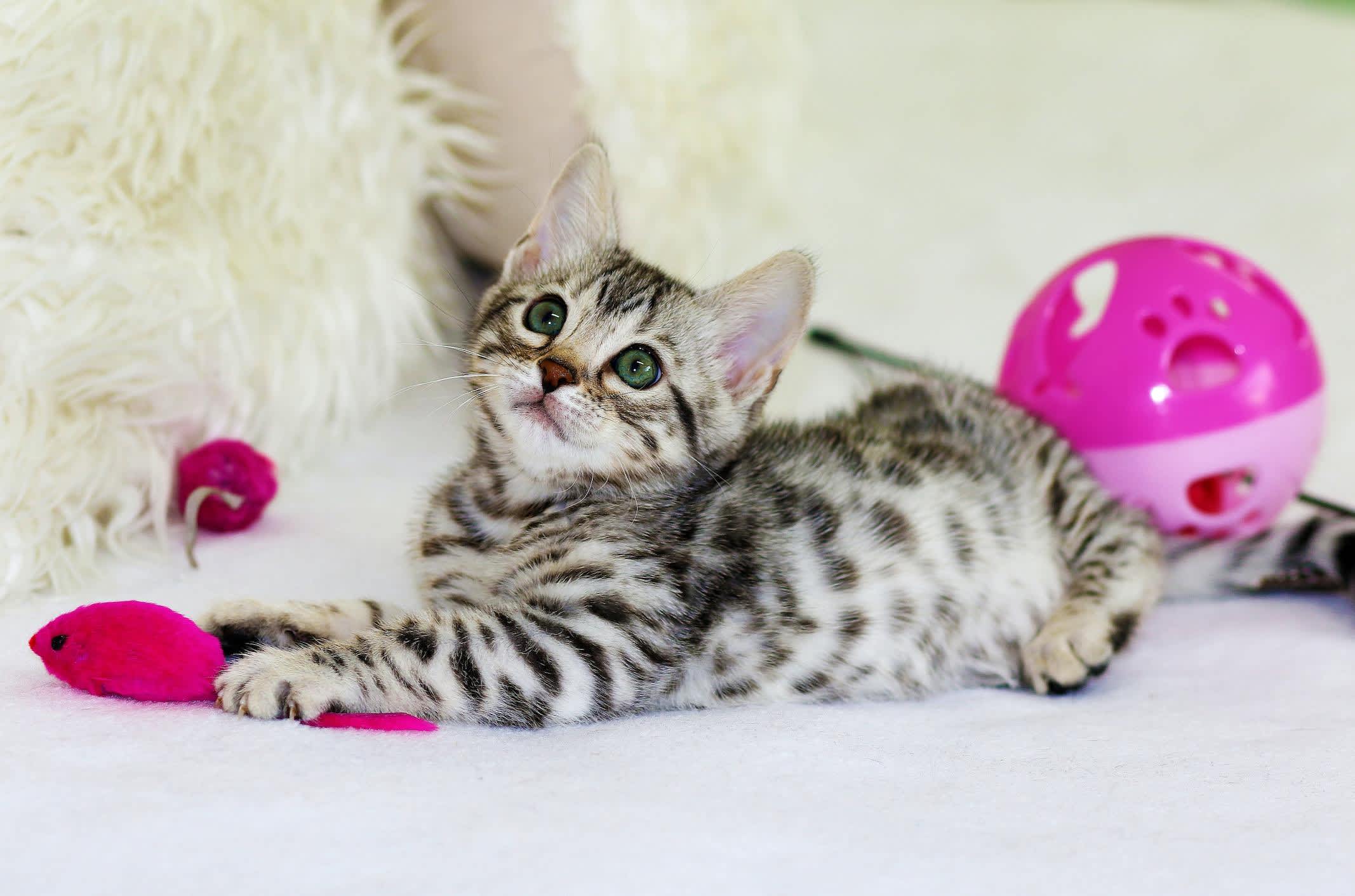 A kitten with various cat toys