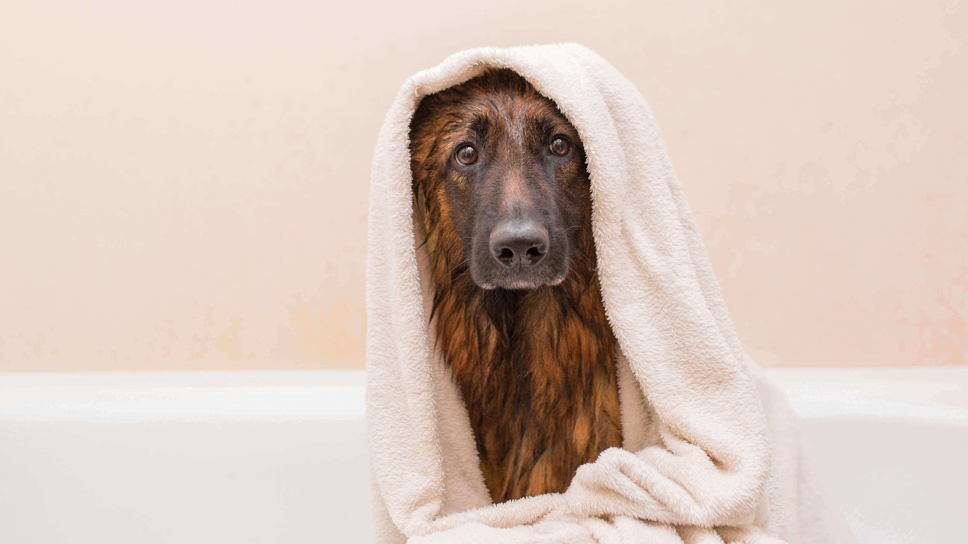How to wash a dog How to wash a dog