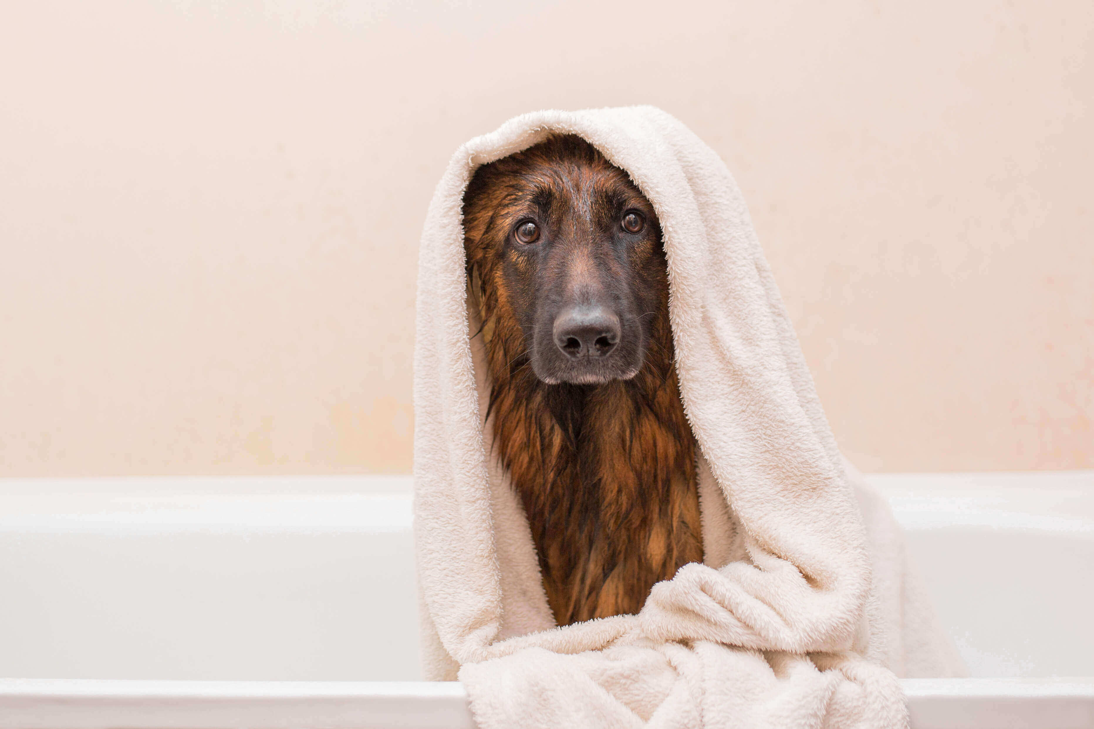 German shepherd taking bath