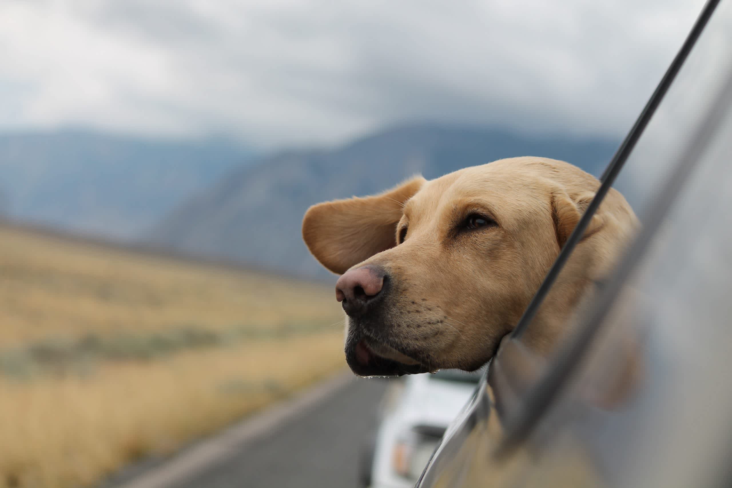 Dog with head out a car window
