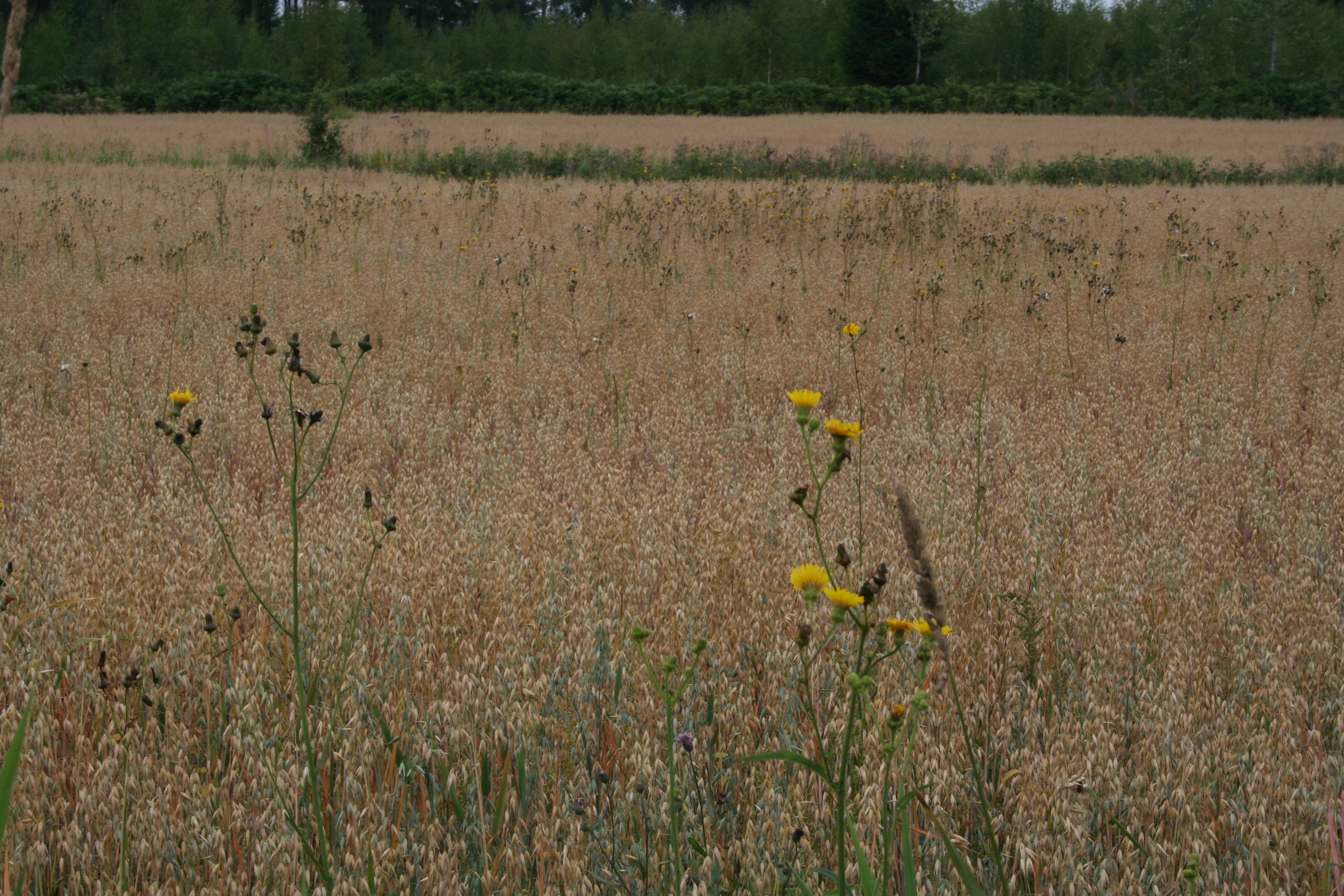 Kuva 5. Esimerkiksi valvattiesiintymä pellolla voi kertoa ongelmista maan kasvukunnossa. Kuva: Eija Hagelberg.