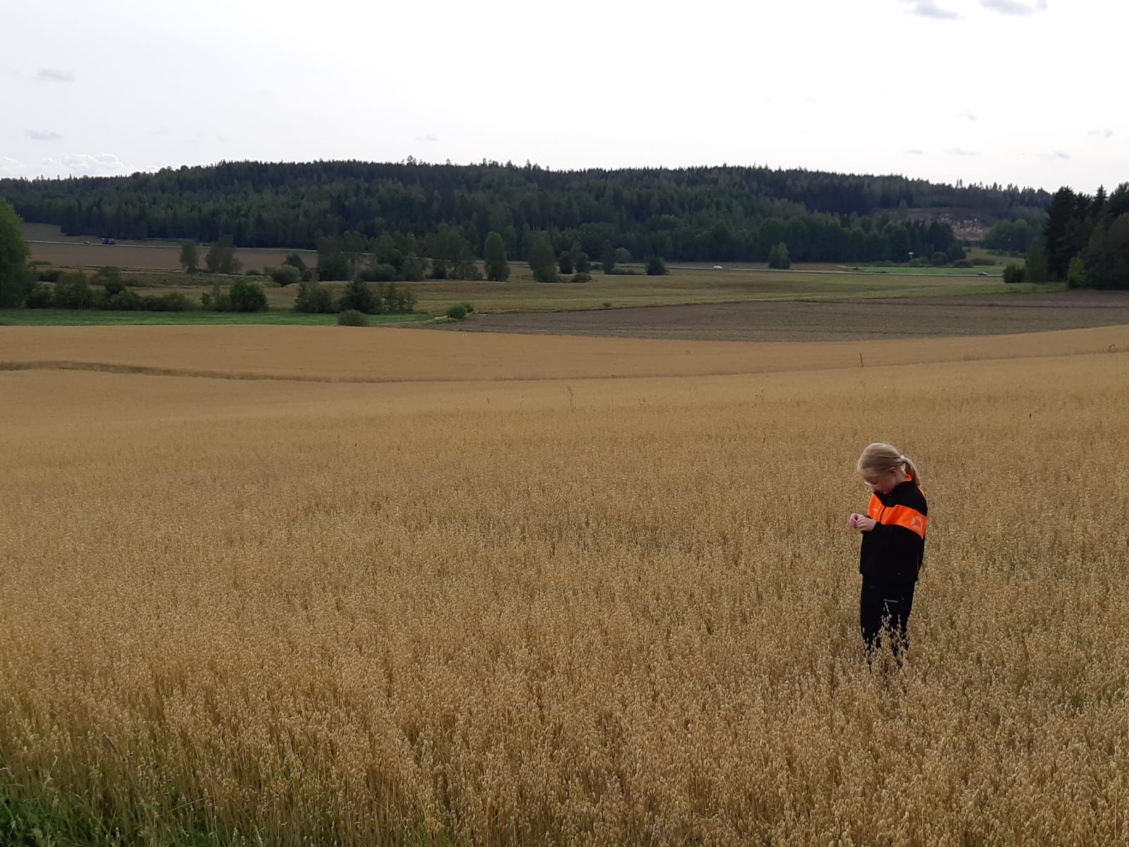 Kuva 8. Puhtaisiin viljakasvustoihin päästään myös ilman kasvinsuojeluaineita. Tämä kuva on Vierelän luomutilan kaurakasvustosta kesältä 2019. Kuva: Eliisa Malin.