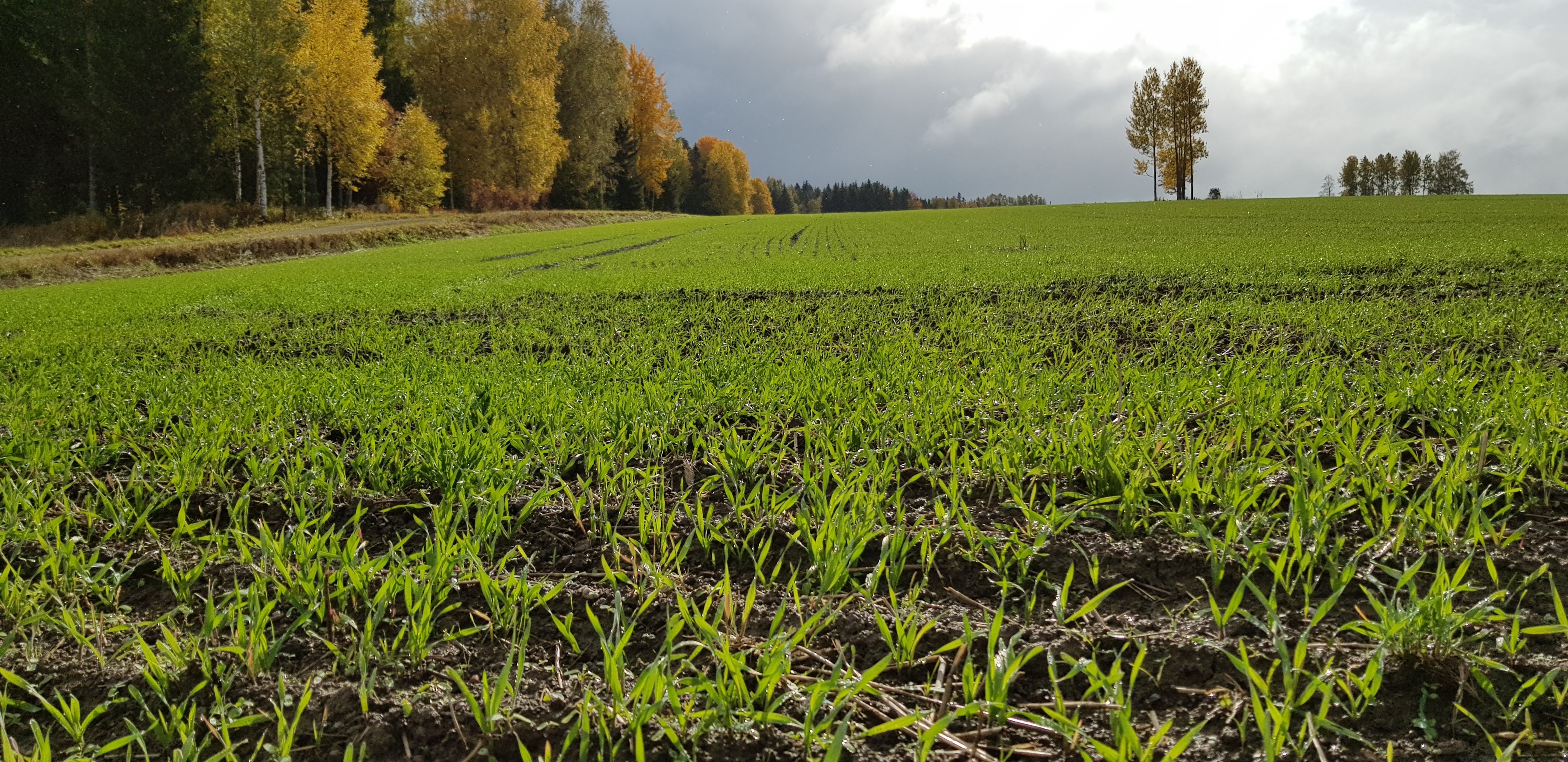 Bild 2. Höstsådda grödor så som höstråg är utmärkta alternativ som växttäcke vintertid. Bild: Eija Hagelberg.