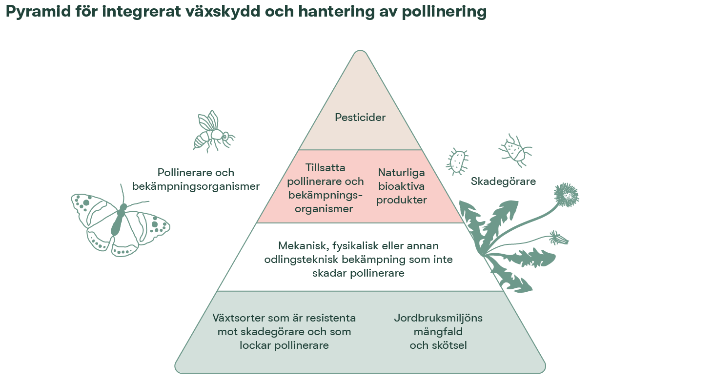 Bild 12. IPPM-pyramiden visar vägen från botten till toppen: åkerekosystem som gynnar pollinerare och bekämpar skadeinsekter utgör grunden och endast som en sista utväg på toppen av pyramiden används kemiska bekämpningsmedel. Bild från källa 8.