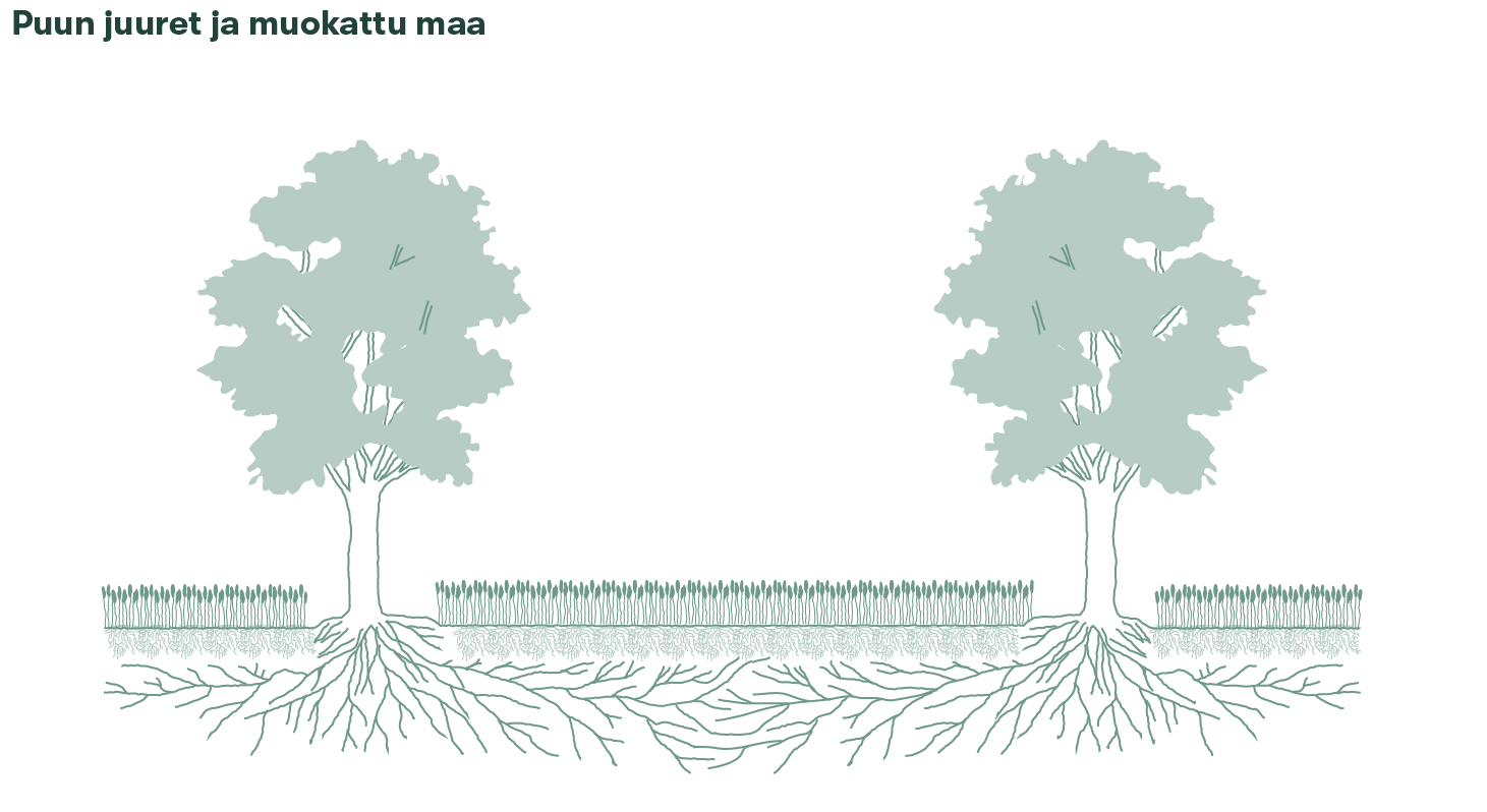Kuva 8. Puun juuret eivät kasva satokasvien sekaan, vaan niitä ohjataan muokkauksilla kasvamaan syvemmälle maahan. Kuva lähteen 11 mukaan.