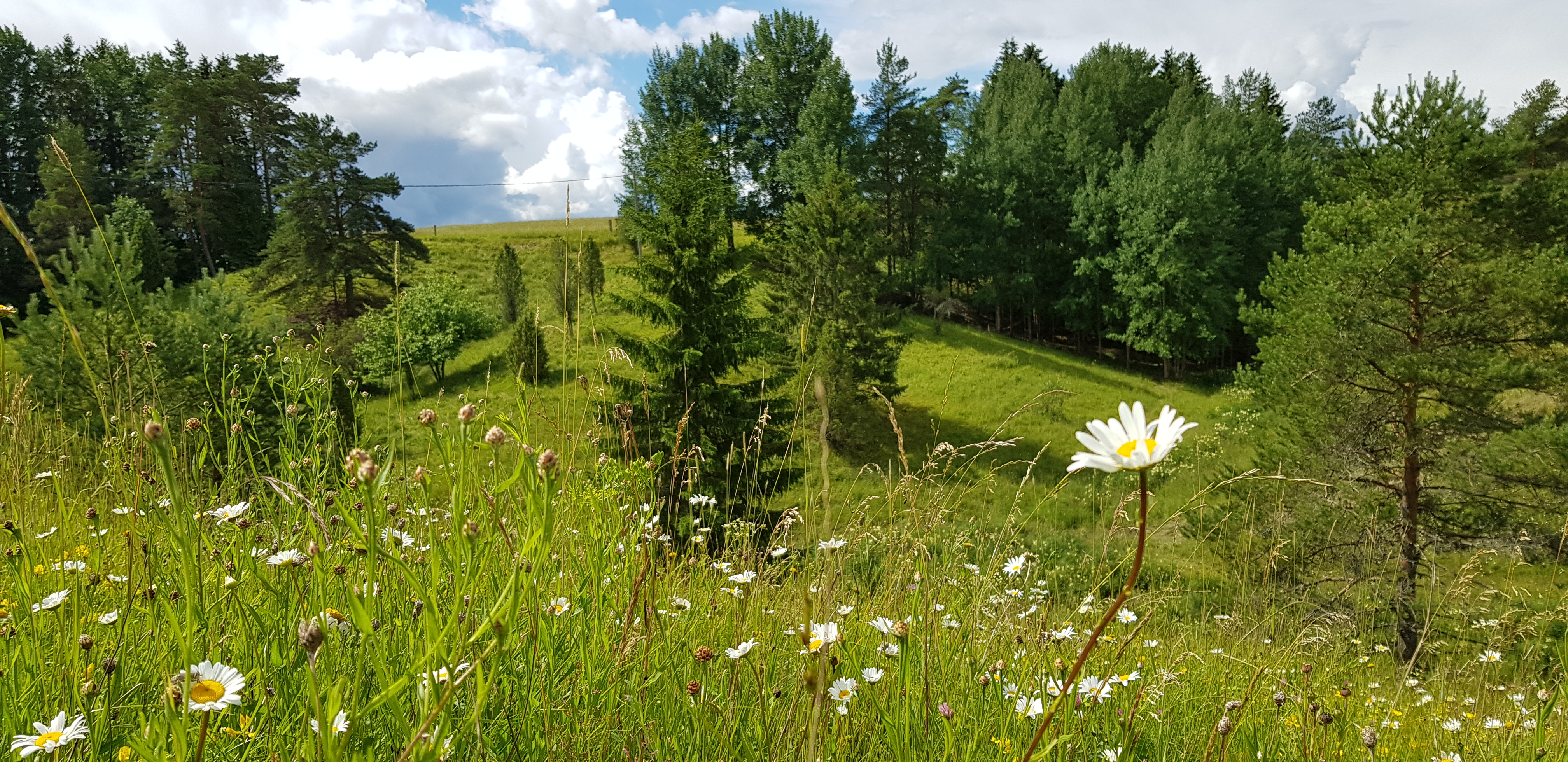 Kuva 10. Perinnebiotoopit kaipaavat aktiivista hoitoa edelleen, sillä niiden usein uhanalainen eläinlajisto tarvitsee monipuolisen ja matalan kasvillisuuden selvitäkseen. Kuva: Eija Hagelberg.