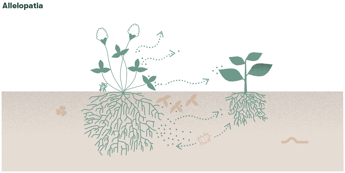 Kuva 20. Allelopatia on kasvien kemiallinen ominaisuus, jolla ne vaikuttavat toisiinsa ja muihin eliöihin. Vaikutus voi olla kasvua estävä tai edistävä. Kasvien muodostamat yhdisteet, allelokemikaalit, joutuvat ympäristöön huuhtoutumalla, haihtumalla, erittymällä juurista tai vapautumalla hajoavista kasvijätteistä. Maassa mikrobit voivat tuottaa, hajottaa ja muuntaa näitä kemikaaleja edelleen.