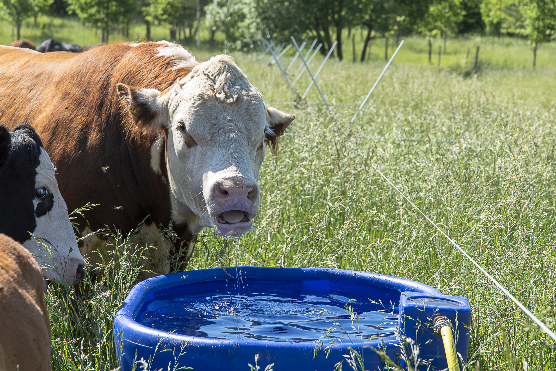 Kuva 29. Tumblewheel-aita mahdollistaa eläinten siirtämisen helposti päivittäin. Juomaveden järjestäminen helposti siirrettäväksi on myös tärkeä huomioida silloin, kun laidunlohkot vaihtuvat usein. Kuva: Marjo Aspegren.
