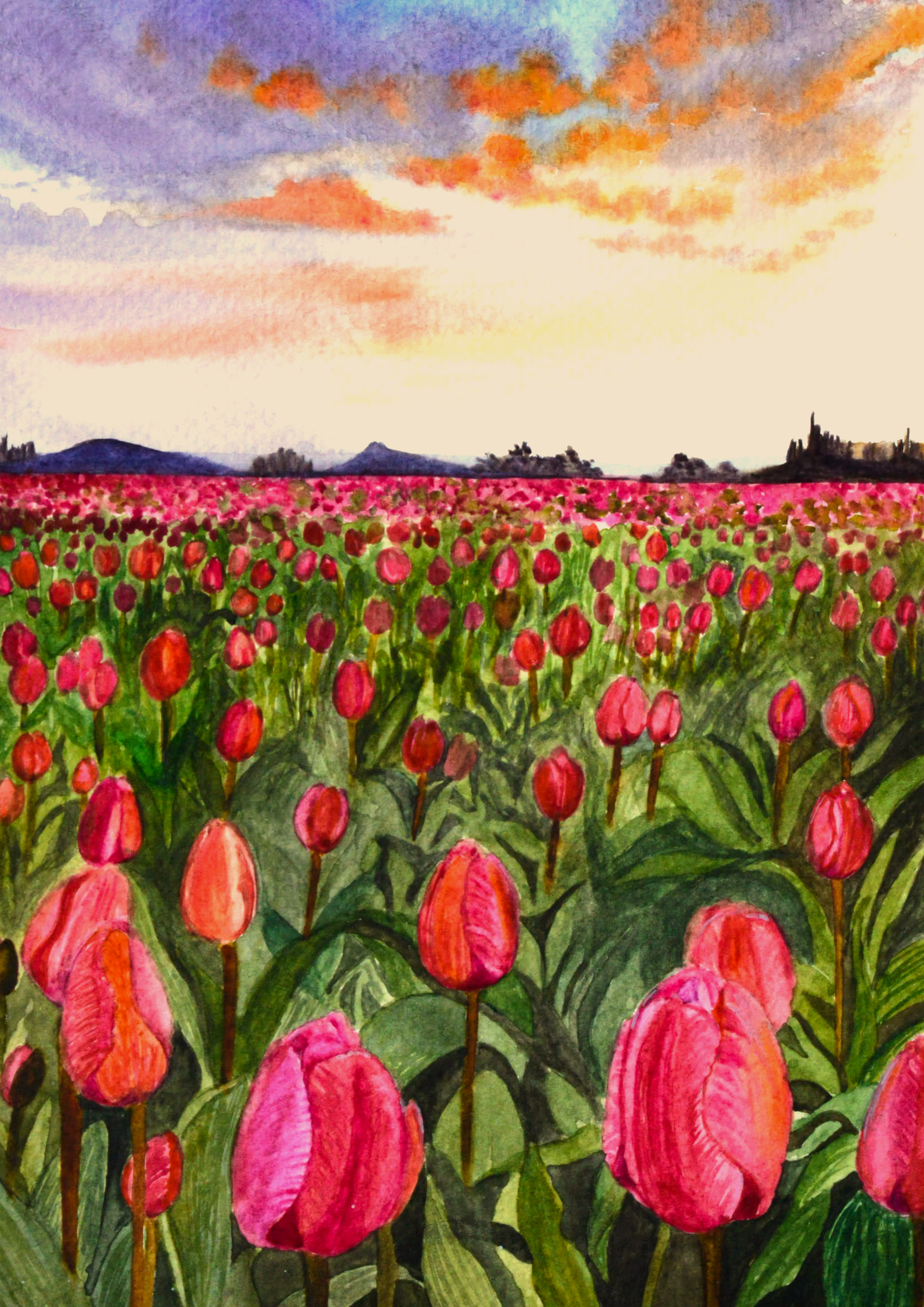 Tulip Field