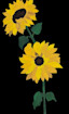 Thumb nail image for Sunflowers