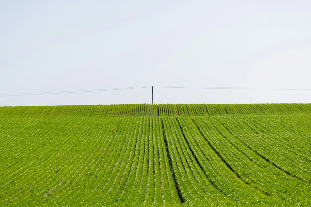 Rows of green crops under a clear sky