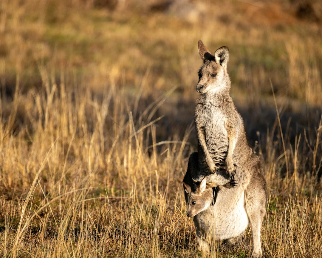 A mother kangaroo carries her joey in her pouch.