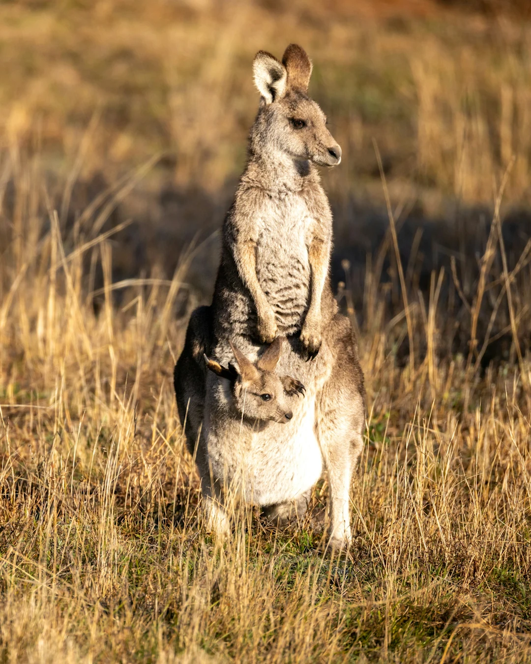 Kangaroo with joey in pouch stands in dry grass