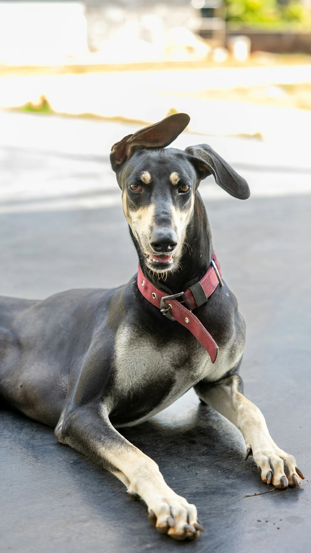 A black dog with a red collar lies down.