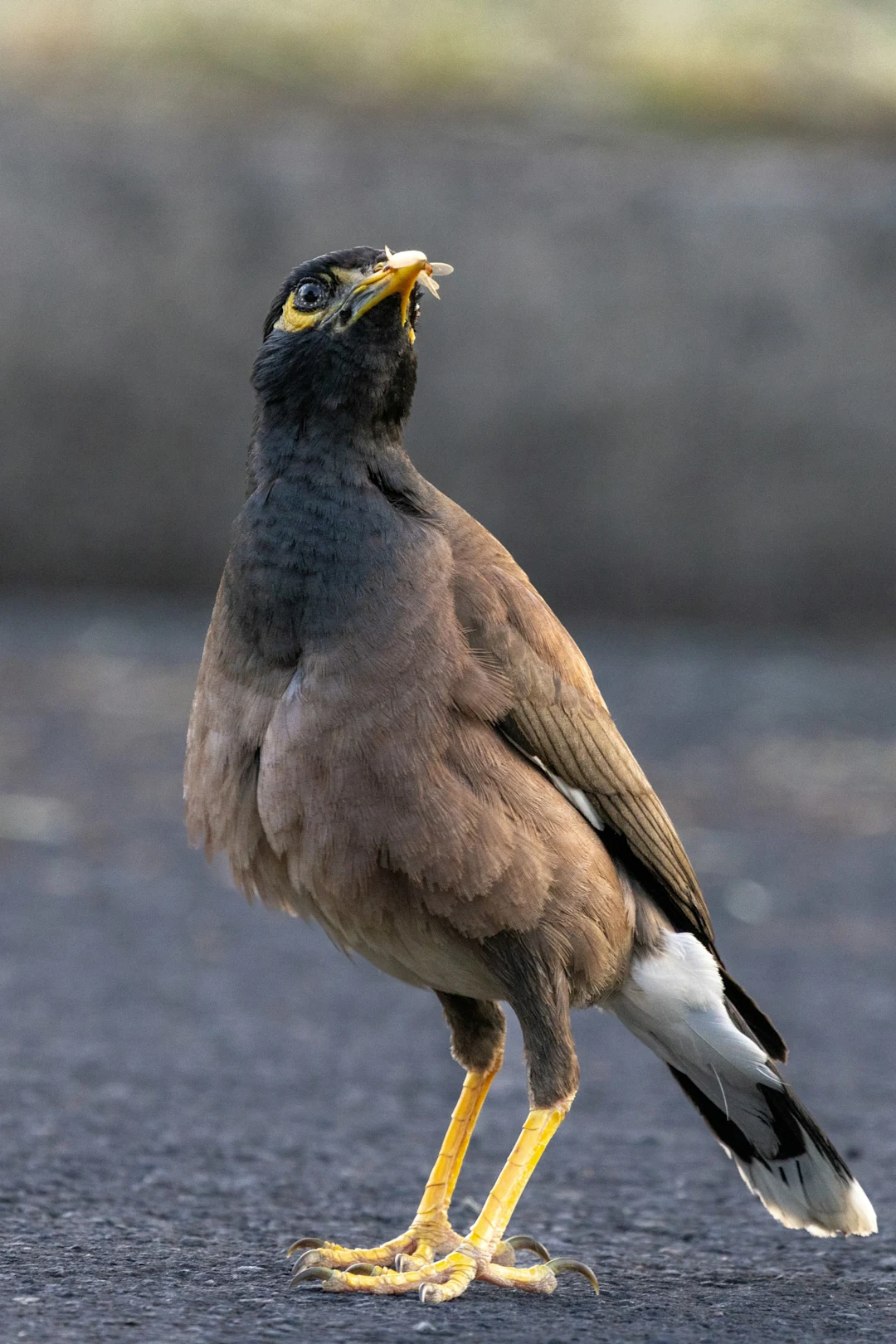 A bird proudly holds a meal in its beak.