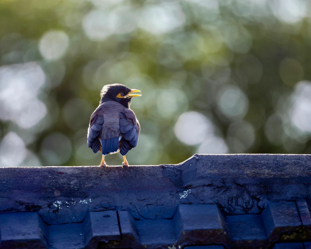 A bird perched on a rooftop with blurred green background