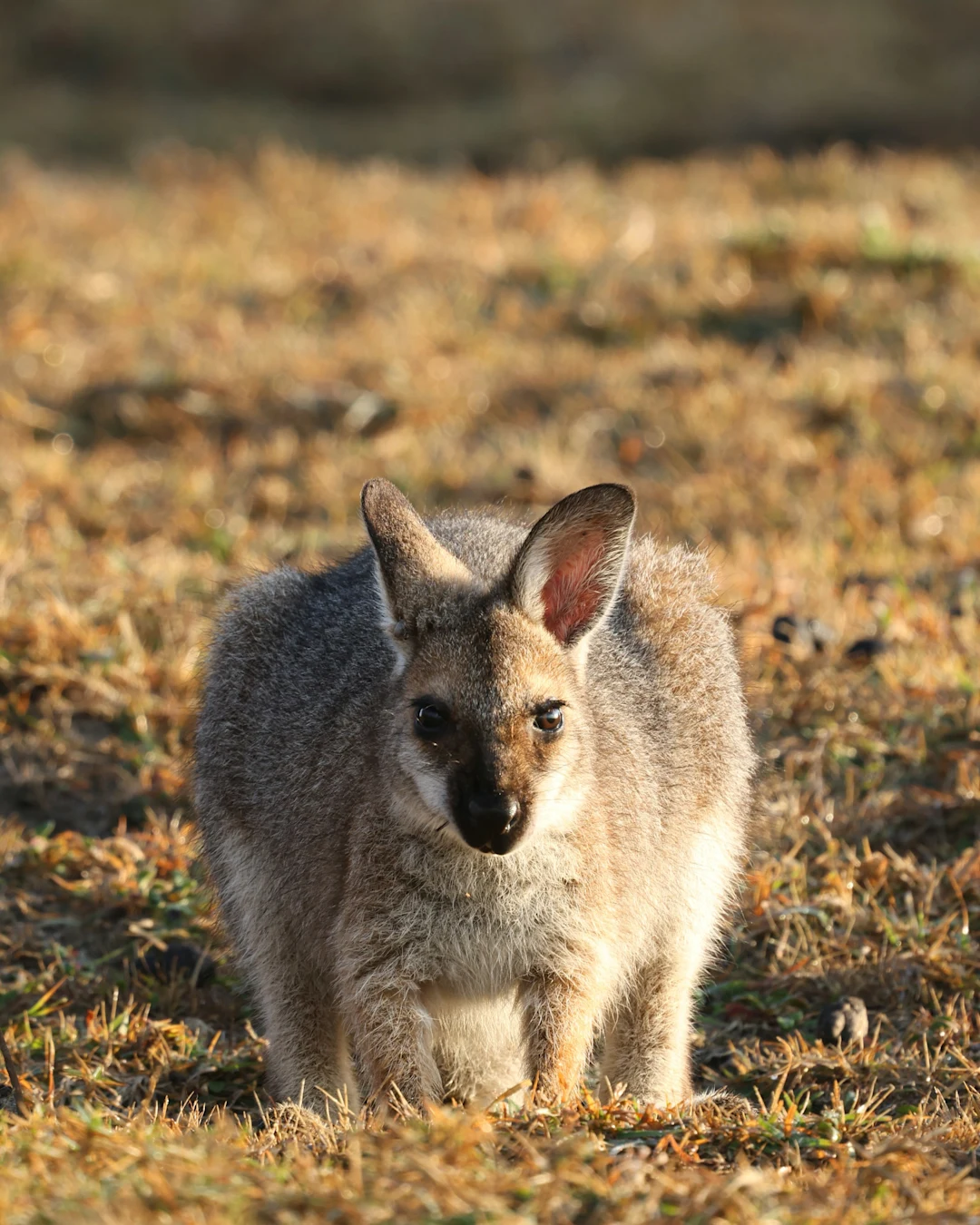 A small kangaroo standing on top of a dry grass field