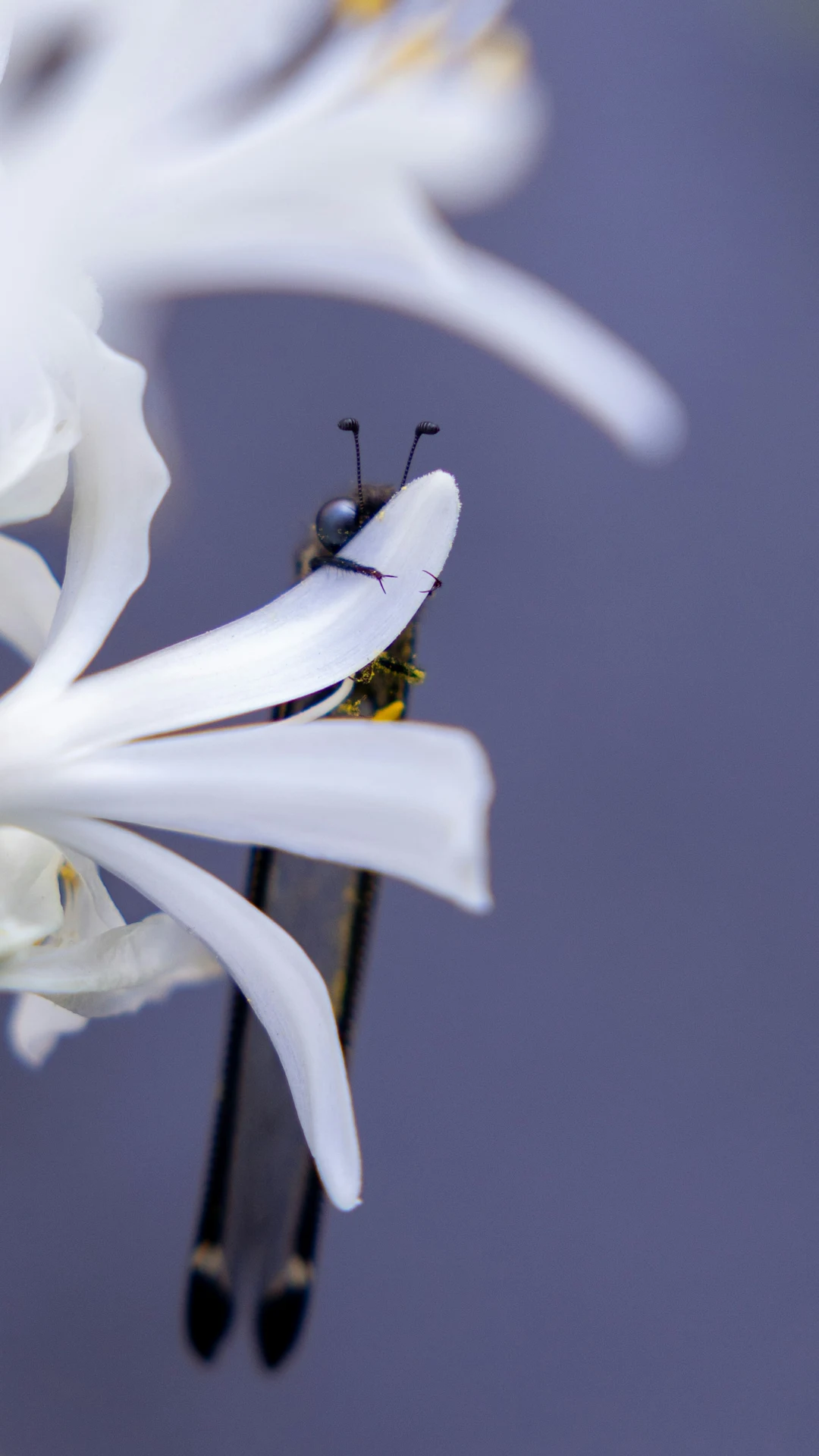 A butterfly rests on a white flower petal.