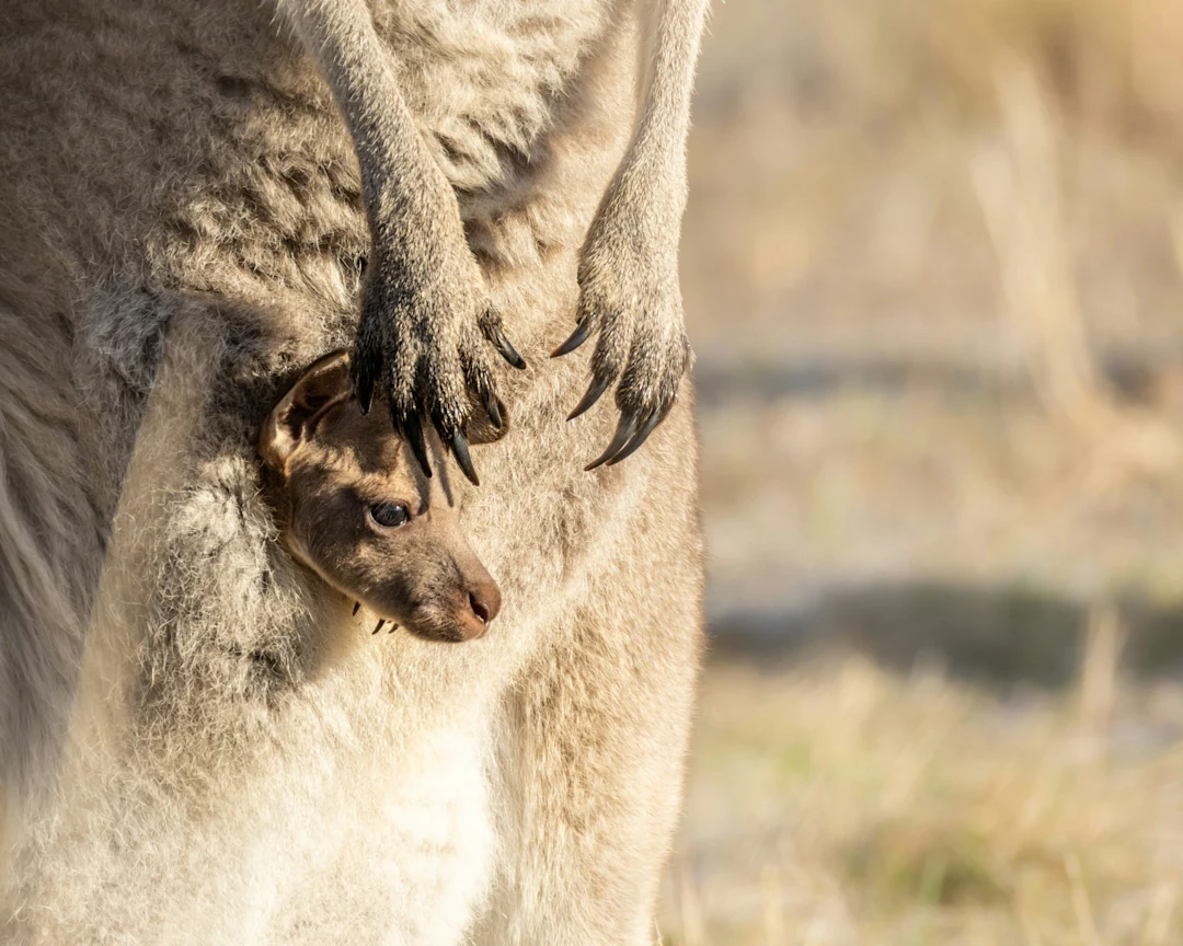 A joey peeking out of its mother's pouch.