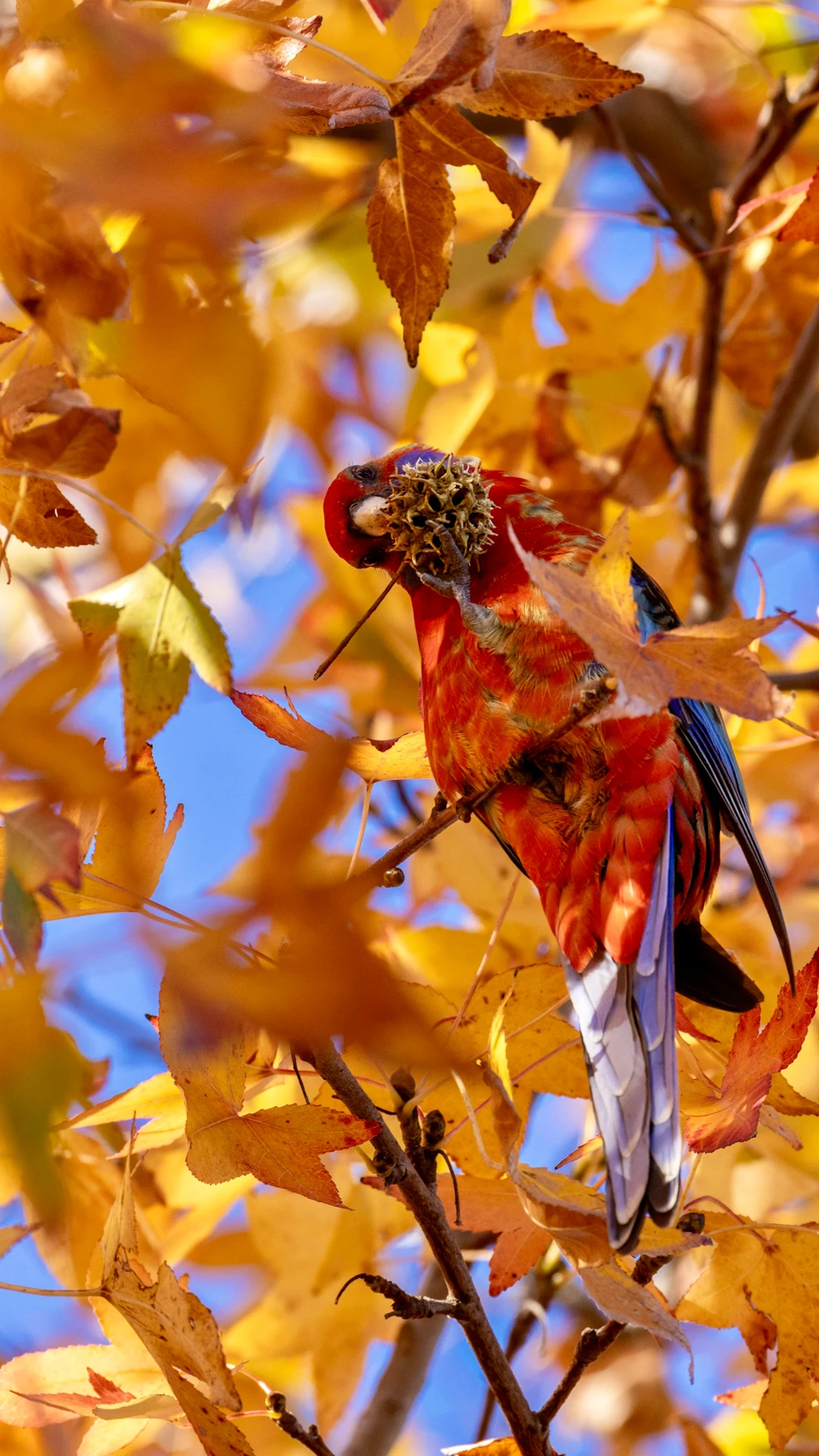 A red parrot sits on a branch with autumn leaves.