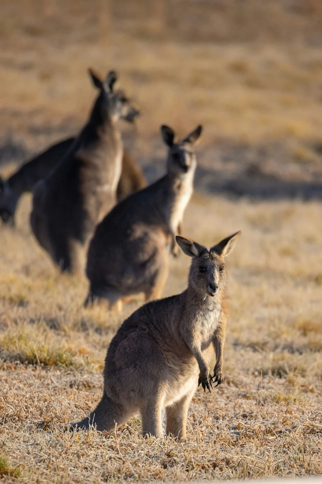 Three kangaroos stand in a dry grassy field.