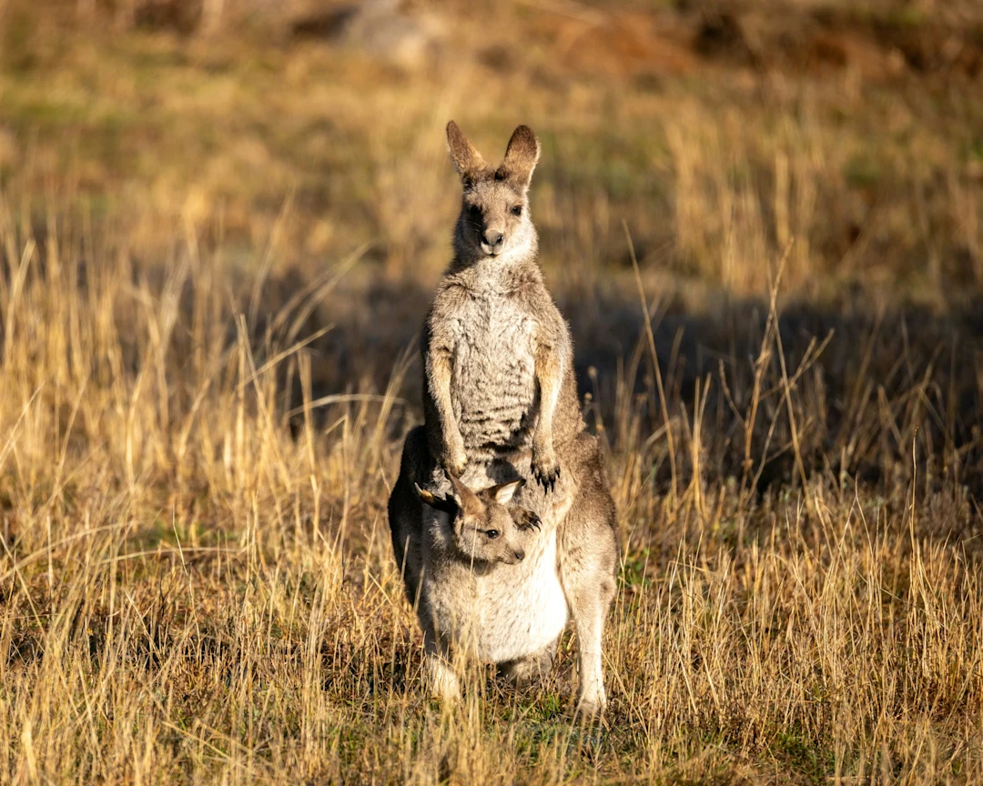 Kangaroo with joey in pouch stands in dry grass.