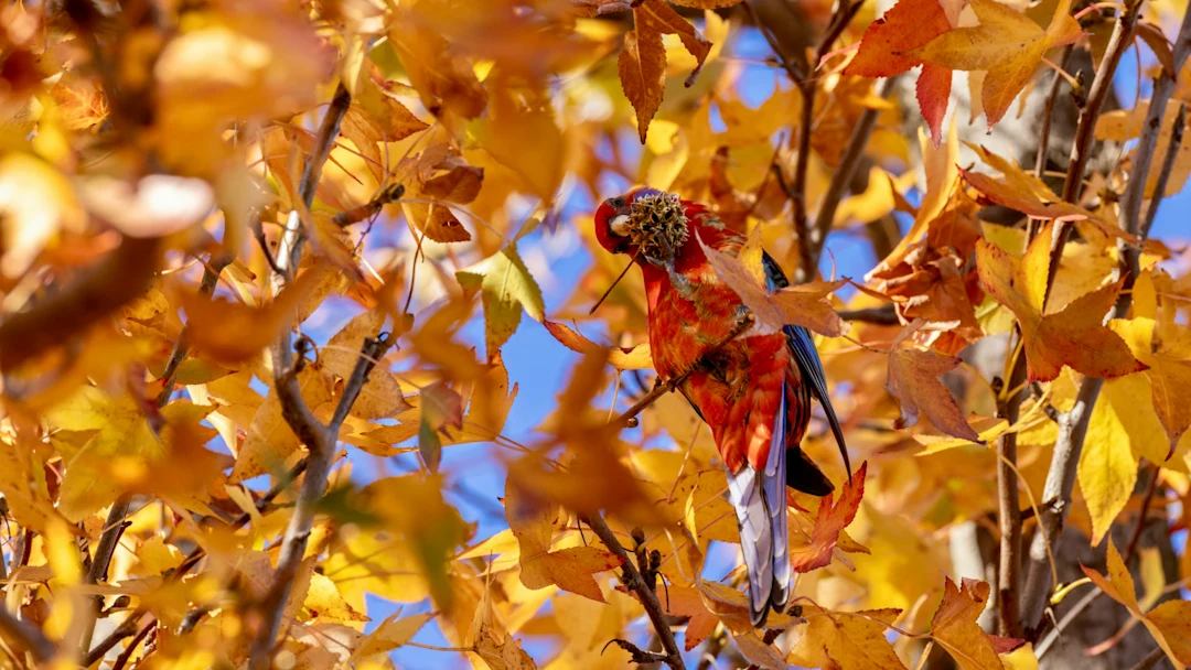 A colorful parrot perched among golden autumn leaves.
