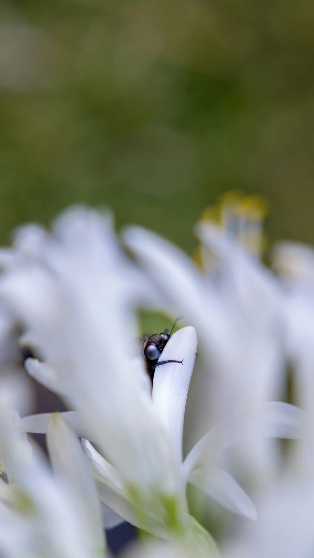 An insect hides among white flower petals.
