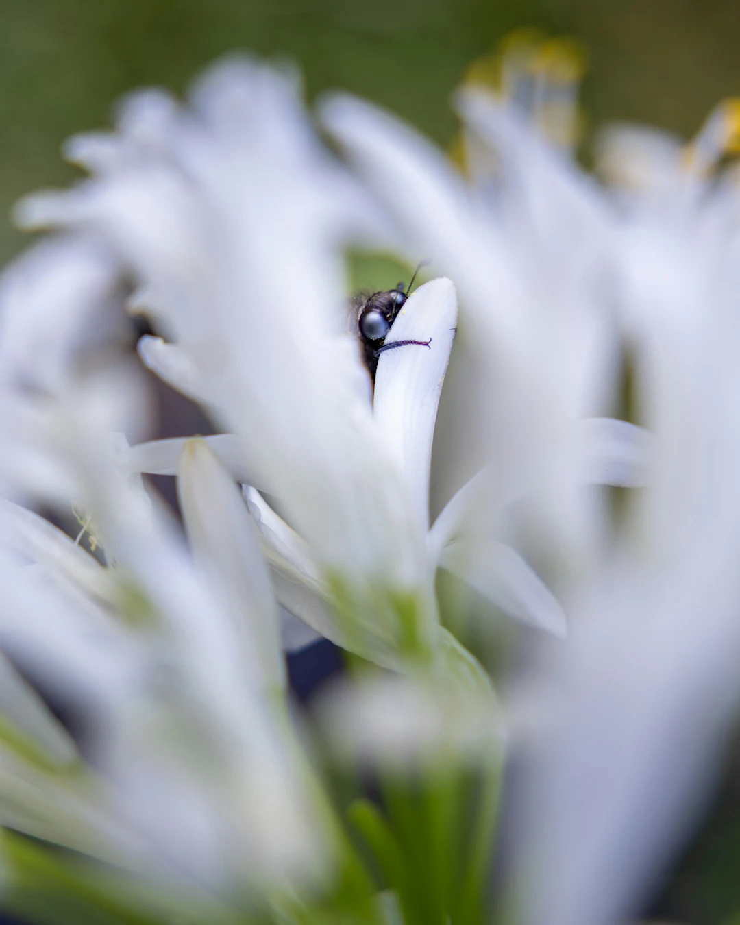 A bee hides among the white flower petals.