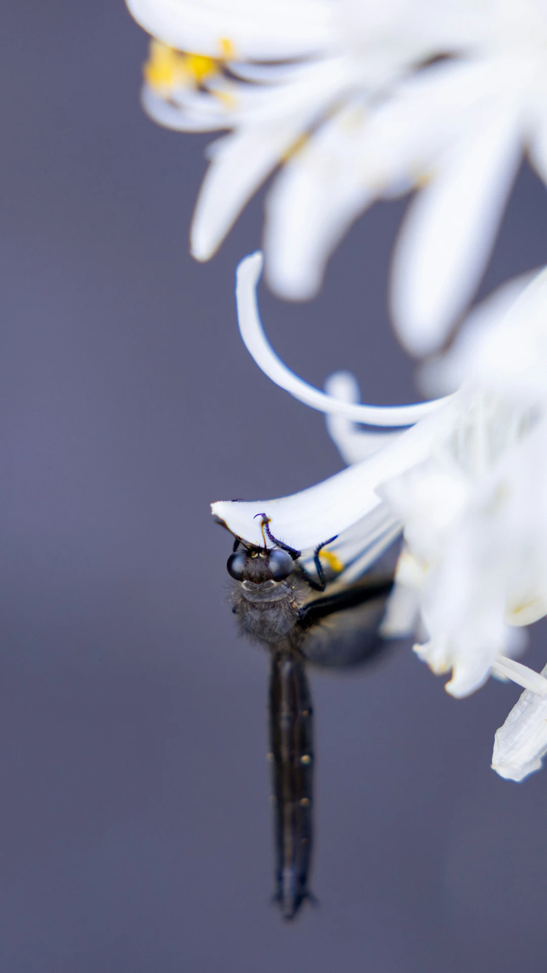 A bug is hanging underneath a white flower.