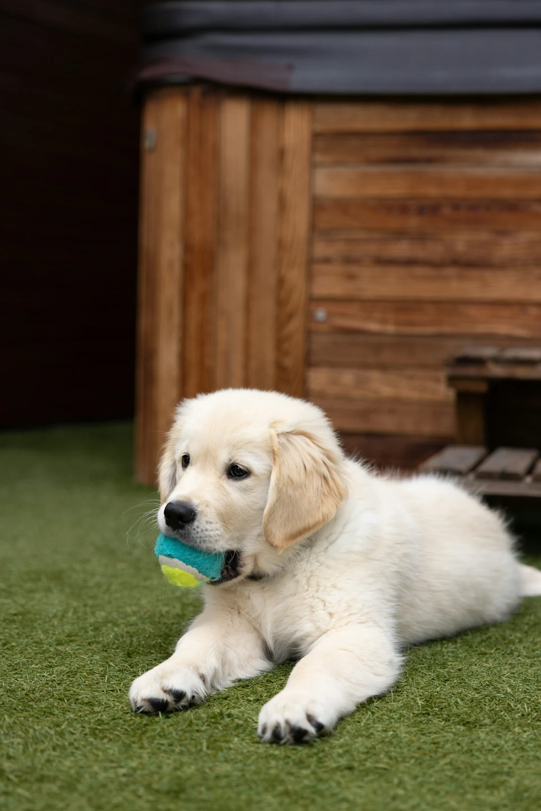 Golden retriever puppy with a ball in its mouth